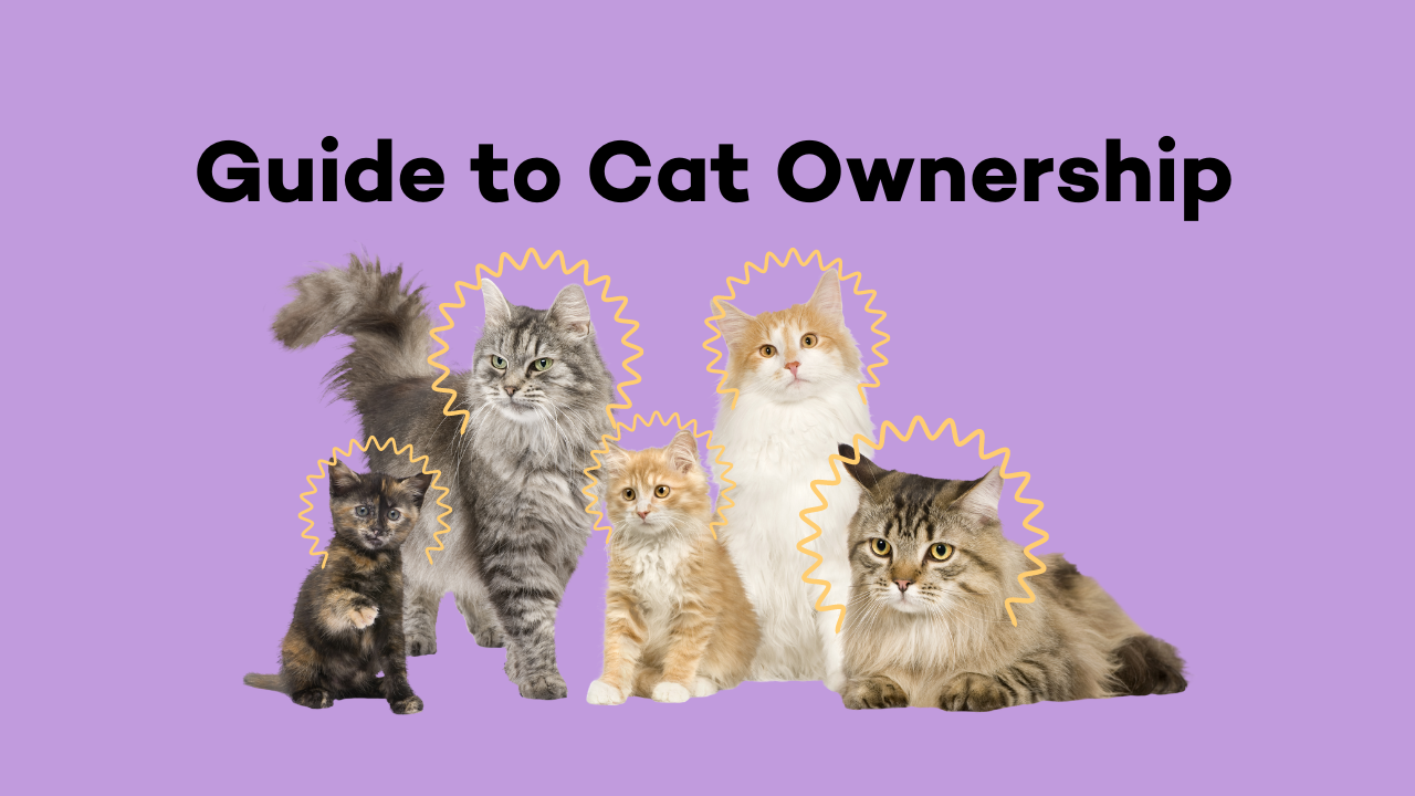 Guide to Cat Ownership
