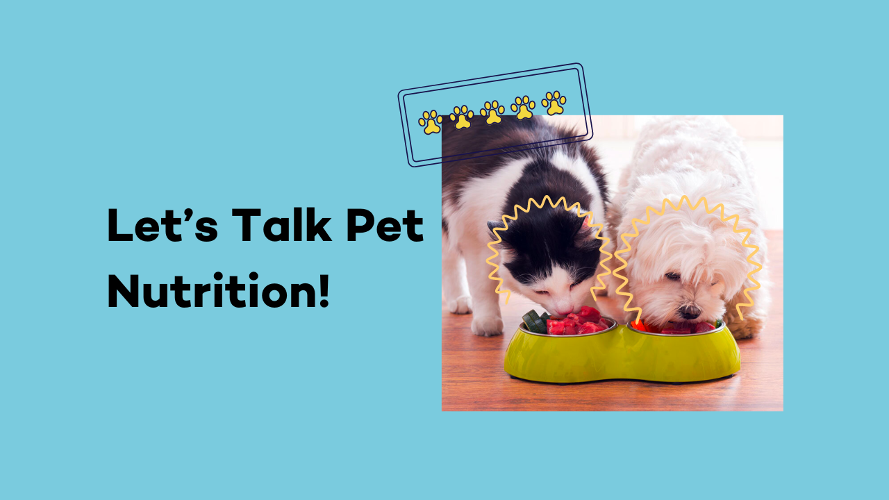 Pet Nutrition: Expert Advice for Dogs Healthy Life