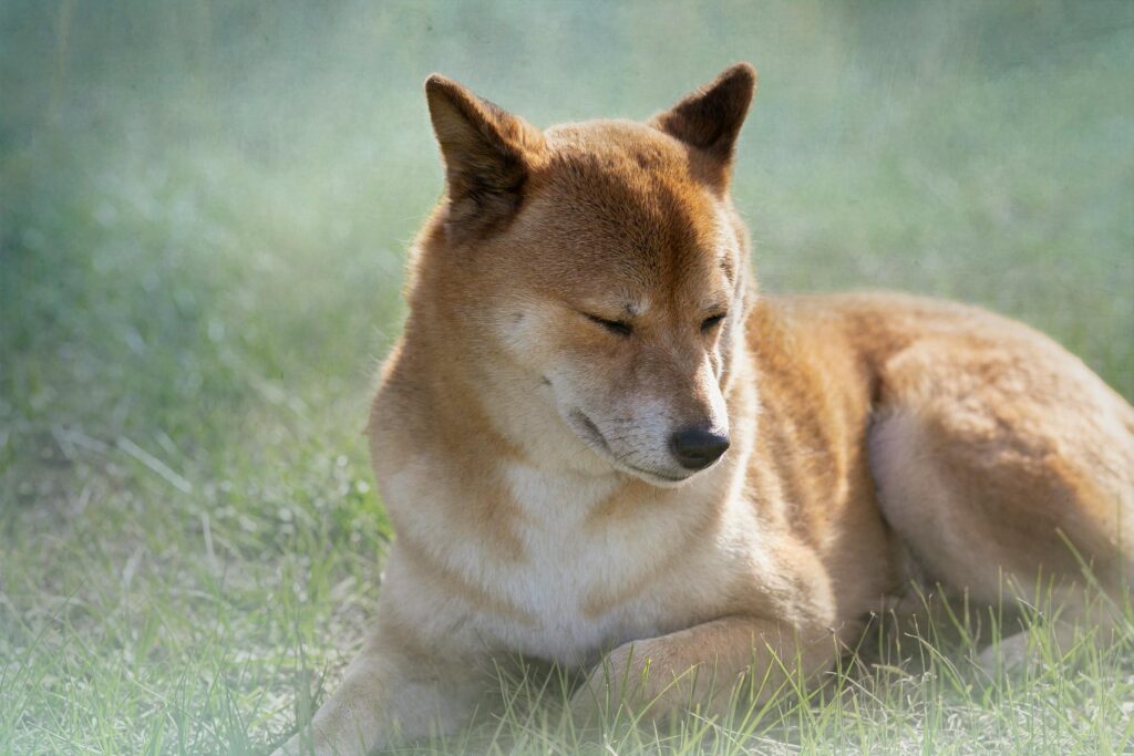 a dog sleeping in a lion's pose