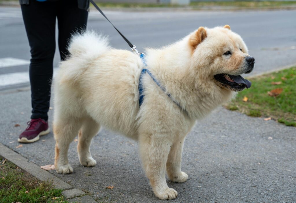 a chow chow dog with a curled tail