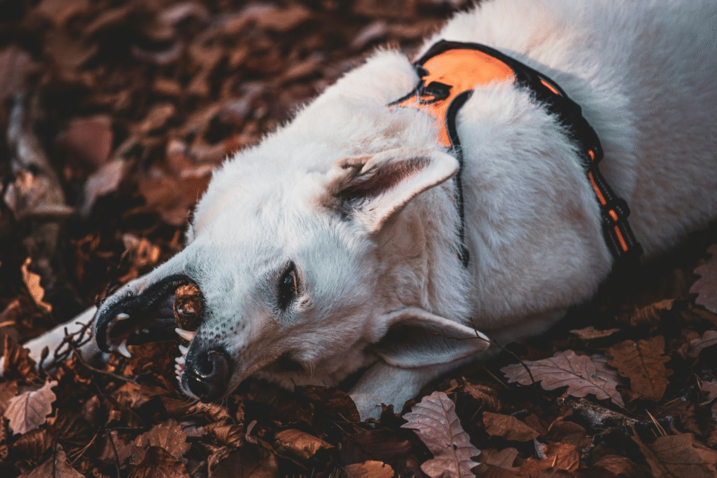 A dog with pinned ears laying on the ground.