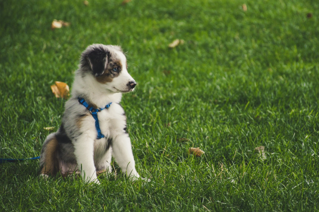 A pup looking into the distance, giving side-eyes
