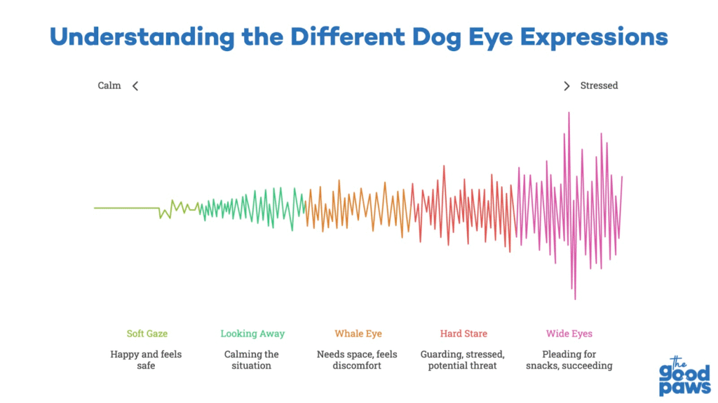 An infographic on understanding the different ear expressions in dogs