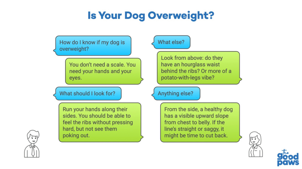 Infographic explaining how to check if a dog is overweight 