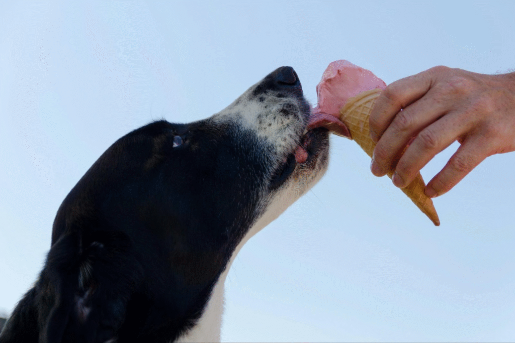 Black and white dog licking pink ice cream from a cone held by a person on a sunny day.
