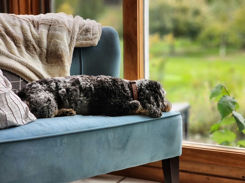 Best Flea and Tick Prevention for Dogs (That Actually Works)