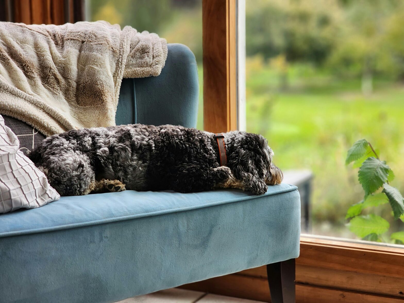 Curly-haired dog resting on sofa by window at home