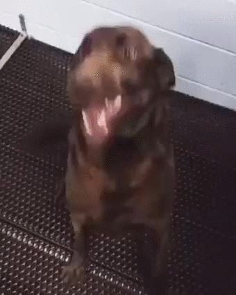 Excited Labrador Retriever jumping and wagging tail