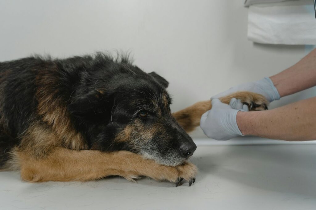 vet checking dog paws during home health check