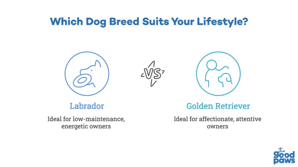 Golden Retriever vs Labrador lifestyle comparison chart