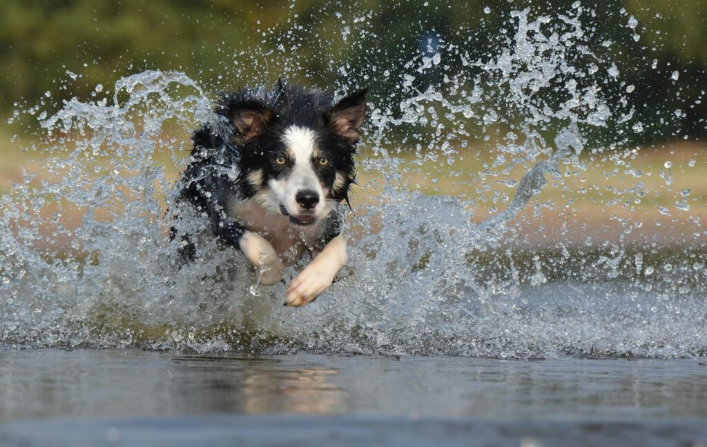 The Full-Body Dictionary: Translating Your Dog’s Every Move